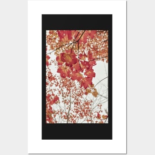 Scarlet x autumn leaf photograph Posters and Art